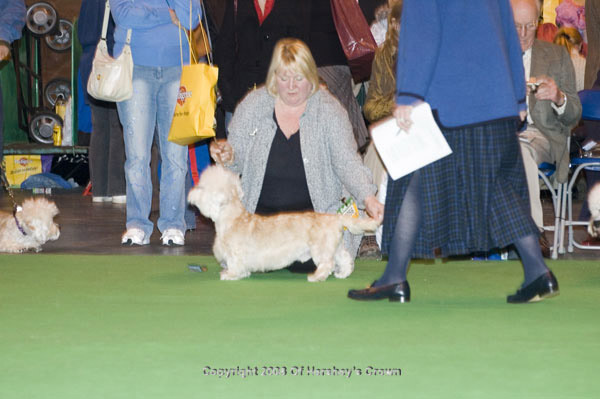 Crufts-200858