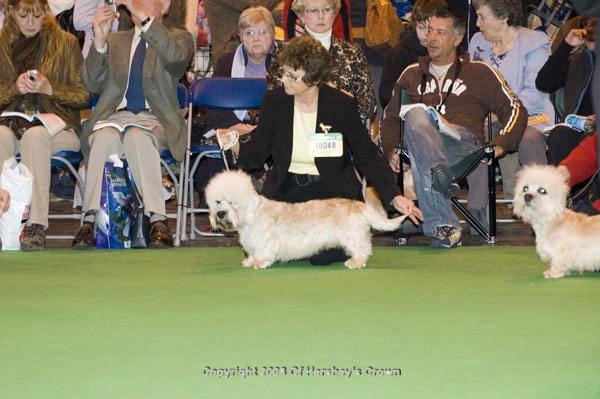 Crufts-200859