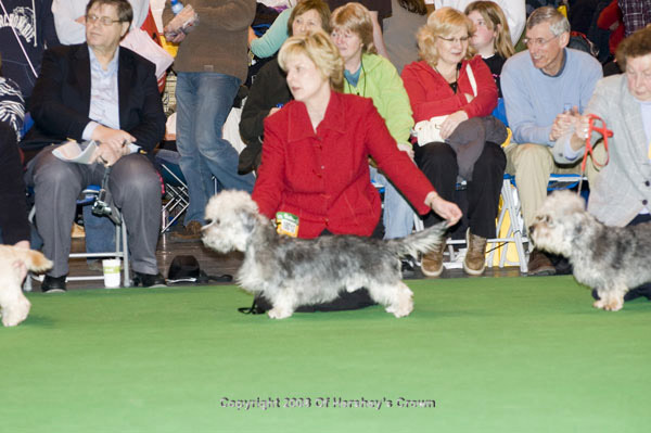 Crufts-200860