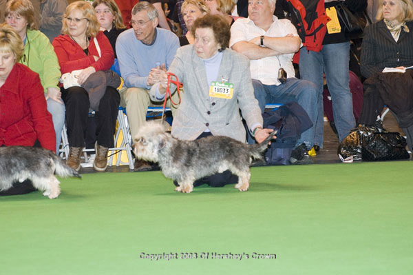 Crufts-200861