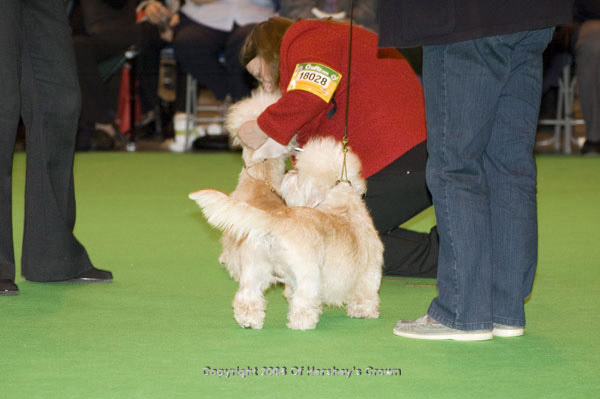 Crufts-200864