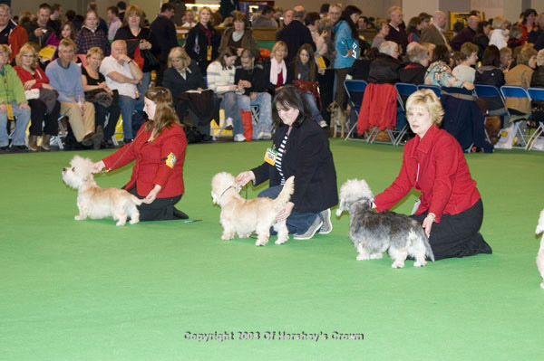 Crufts-200865