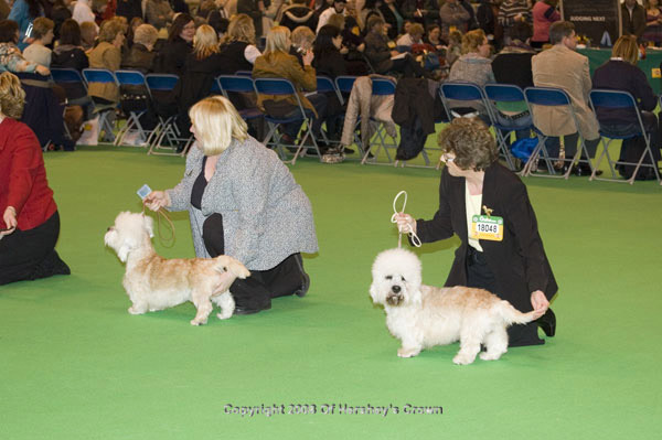 Crufts-200866