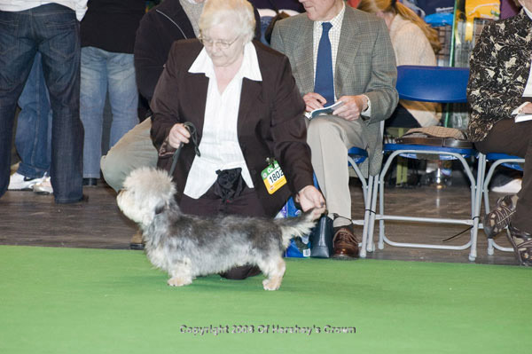 Crufts-200867
