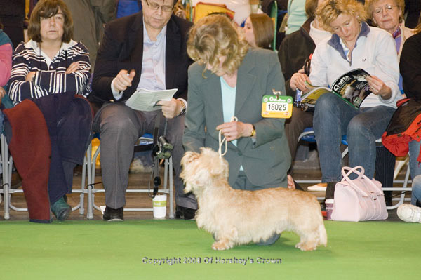 Crufts-200872