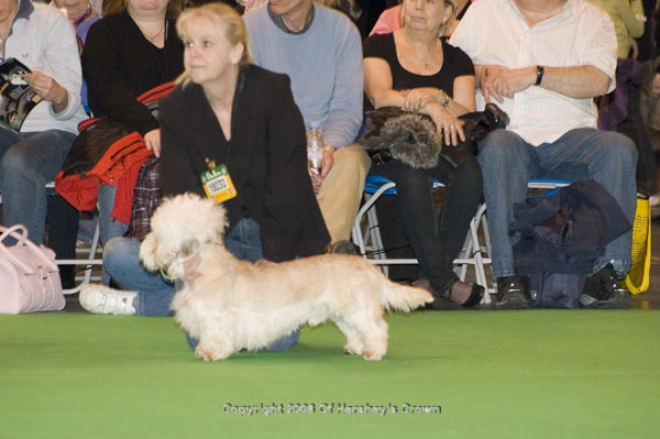Crufts-200873