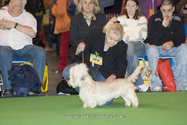 Crufts-200874