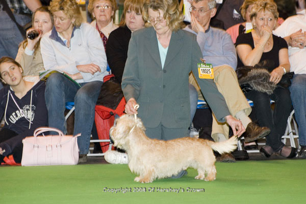 Crufts-200875