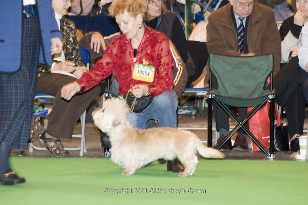 Crufts-200876