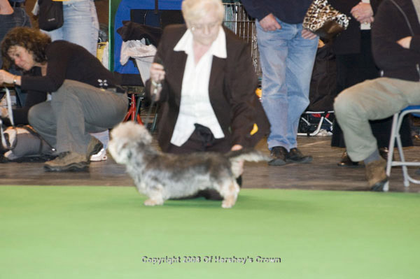Crufts-200877
