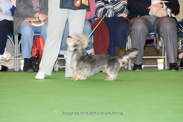 Crufts-200878