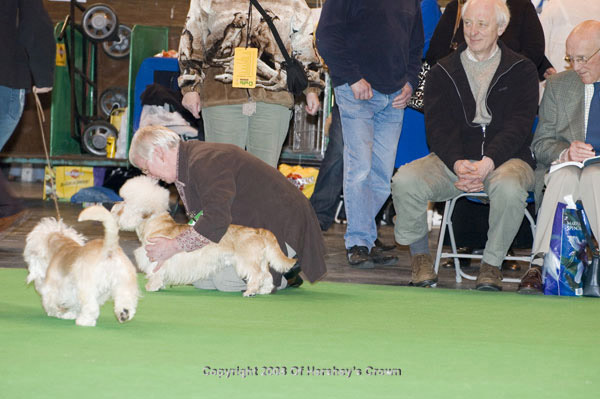 Crufts-200879