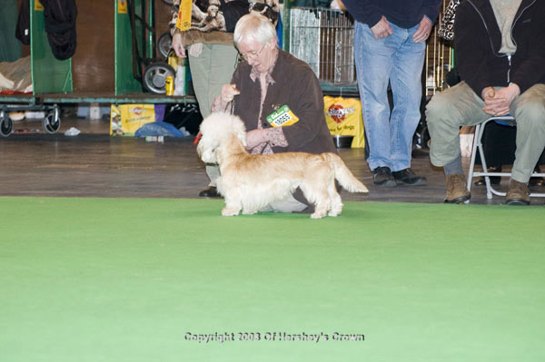 Crufts-200880