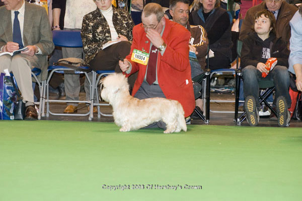 Crufts-200881