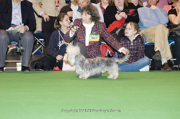 Crufts-200882