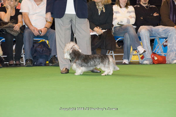Crufts-200883