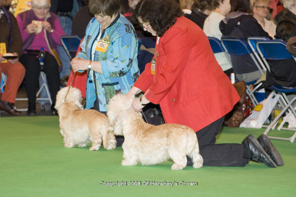 Crufts-200884