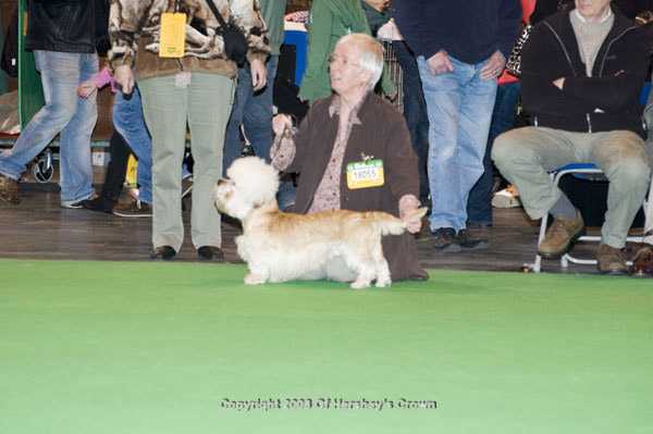 Crufts-200885