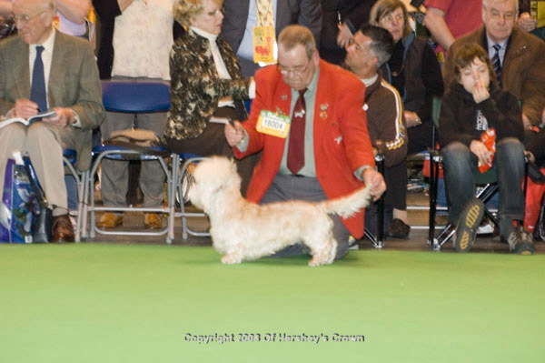 Crufts-200886