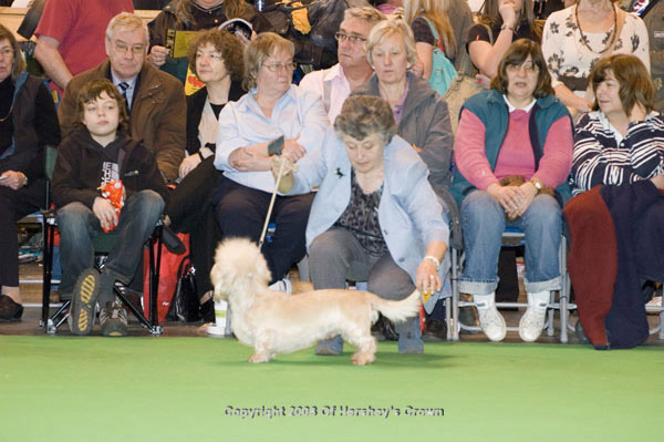 Crufts-200887