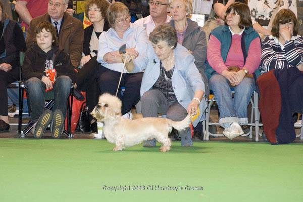 Crufts-200888