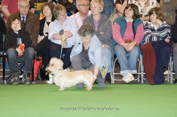 Crufts-200889