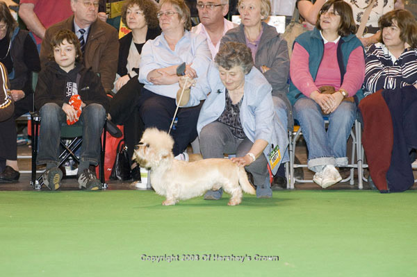 Crufts-200890