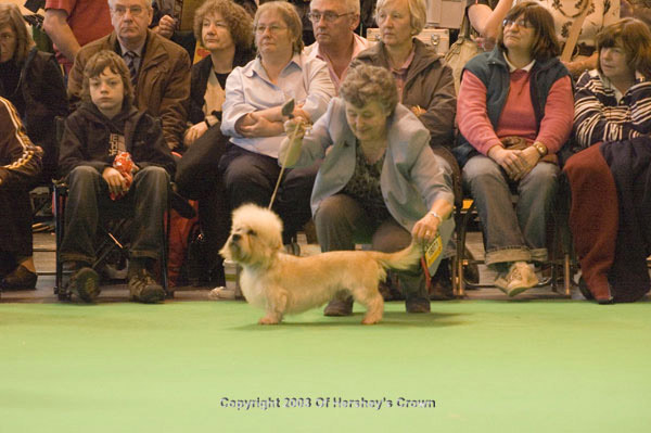 Crufts-200891