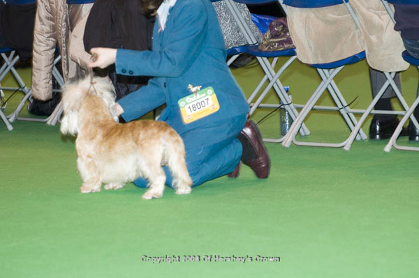 Crufts-200893