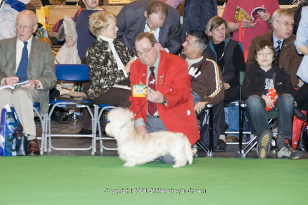 Crufts-200894