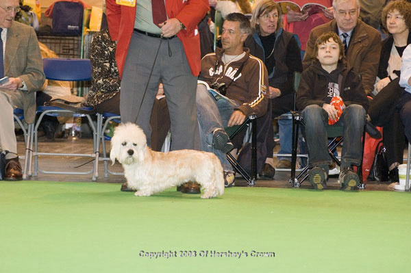 Crufts-200897