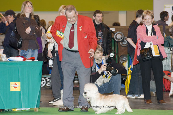 Crufts-200898