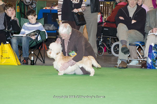 Crufts-200899