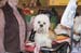 Crufts-200803