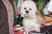Crufts-200804