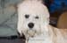 Crufts-200805