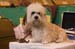 Crufts-200807
