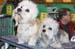 Crufts-200810