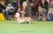 Crufts-2008100