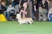 Crufts-2008102