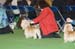 Crufts-2008103