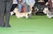 Crufts-2008104