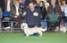 Crufts-2008106