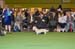 Crufts-2008110
