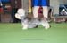Crufts-2008114