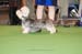 Crufts-2008115