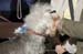 Crufts-200812
