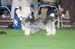 Crufts-2008121