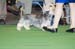 Crufts-2008122