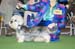 Crufts-2008124